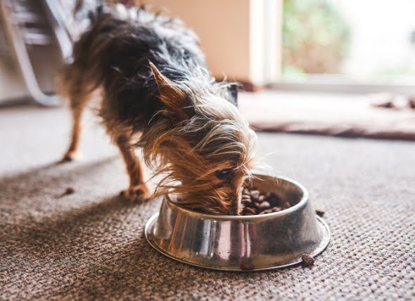 Taurina para perros: ¿Necesitan los perros suplementos de taurina?