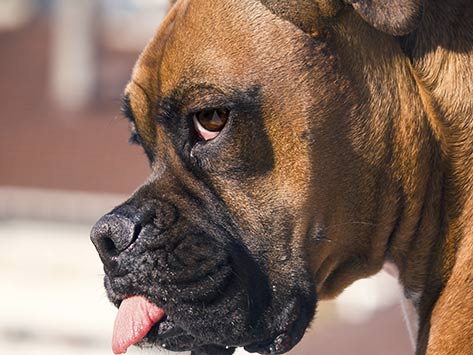 Temblores y convulsiones en perros: causas, diagnóstico y tratamiento