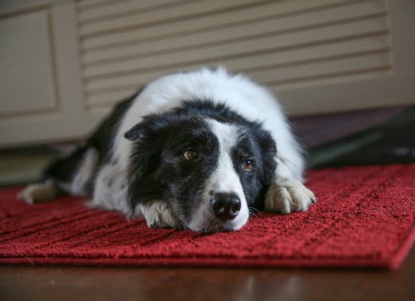 Trastorno estomacal (pérdida de la motilidad) en perros