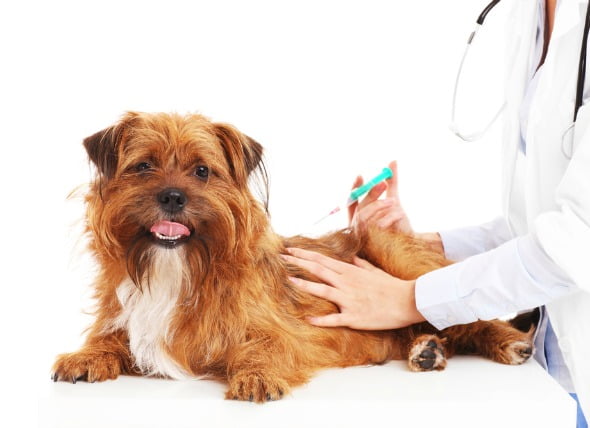 Tumor relacionado con las vacunas en perros