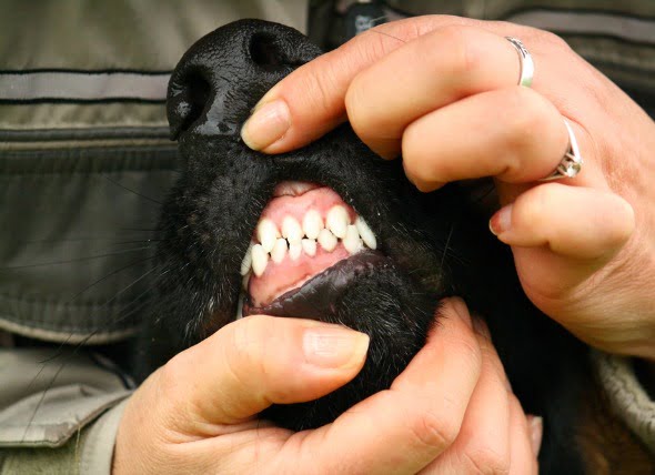 Tumores de las encías (Epulis) en los perros