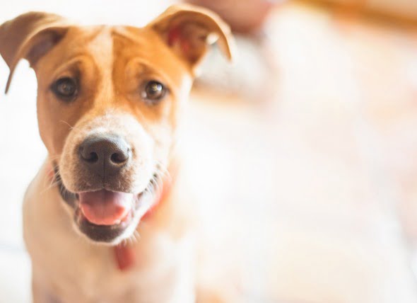 ¿Cuál es el tratamiento para el cáncer en los perros? ¿Existe una cura?