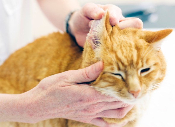 8 pasos para tratar las infecciones de oído de los gatos