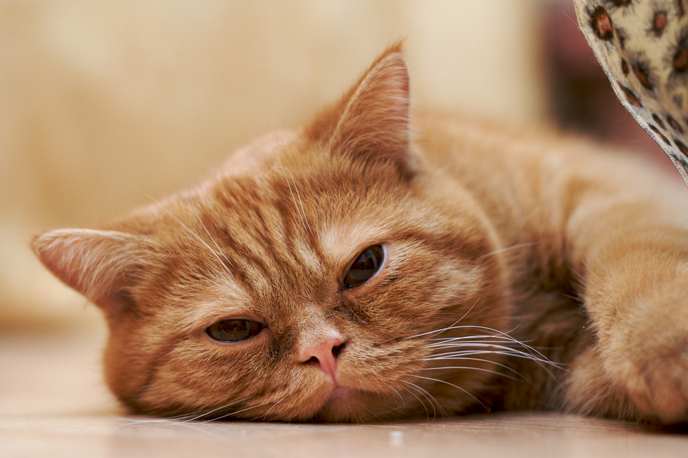 Anemia por deficiencia de hierro en gatos