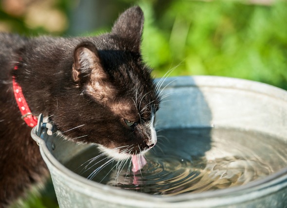 Aumento de la orina y la sed en los gatos