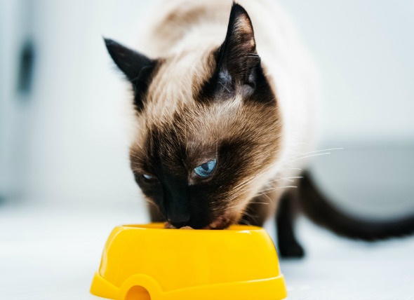 Aumento del apetito en los gatos