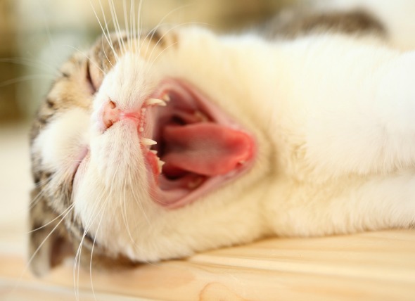 Cáncer de boca (Carcinoma de células escamosas de la gingiva) en gatos