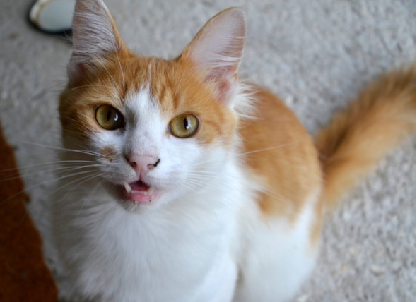 Cáncer de boca (melanocítico) en gatos