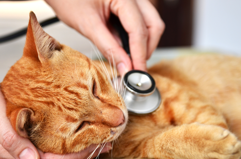 Cáncer de garganta (Condrosarcoma) en gatos