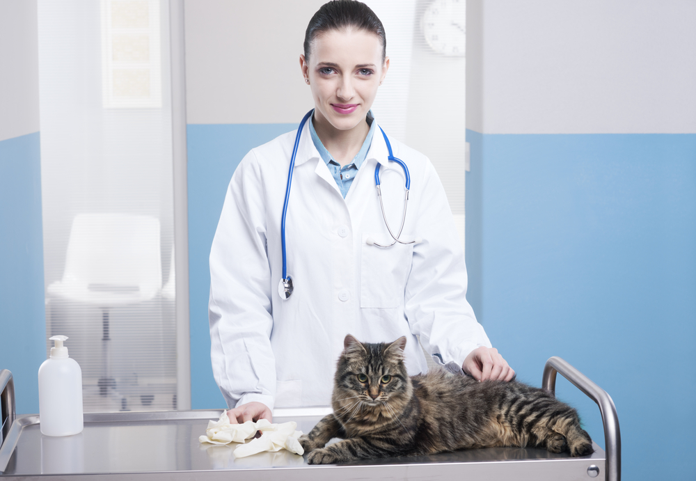 Cáncer de hígado (Carcinoma hepatocelular) en gatos