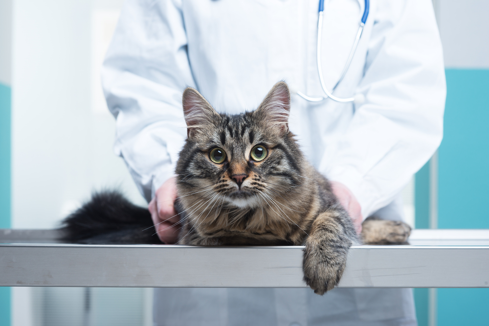 Cáncer de huesos (Condrosarcoma) en gatos