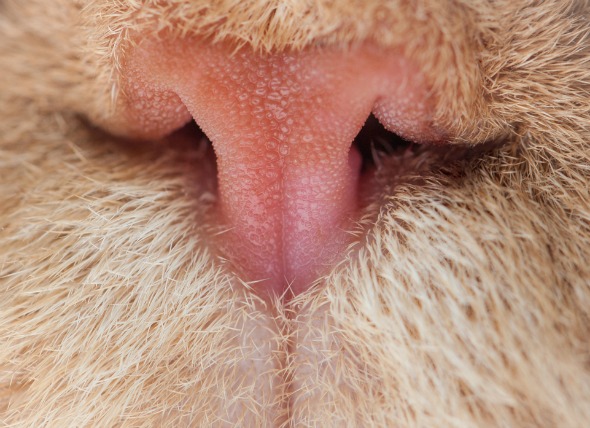 Cáncer de la almohadilla de la nariz (carcinoma de células escamosas) en gatos