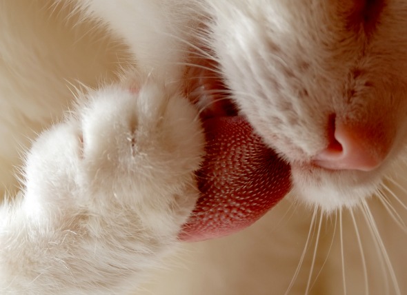 Cáncer de lengua (carcinoma de células escamosas) en gatos