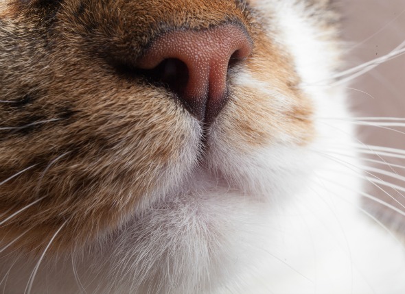 Cáncer de nariz y senos nasales (carcinoma de células escamosas) en gatos
