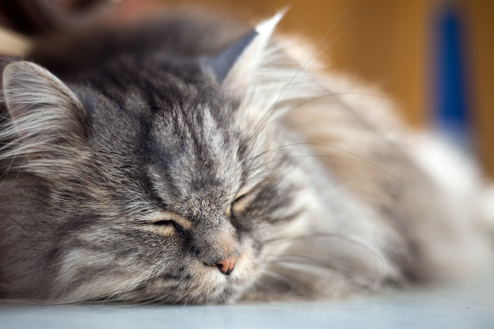 Cáncer de oído (adenocarcinoma) en gatos
