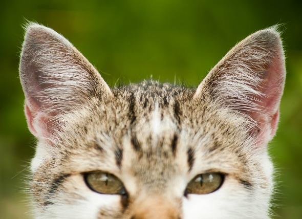 Cáncer de oído en gatos