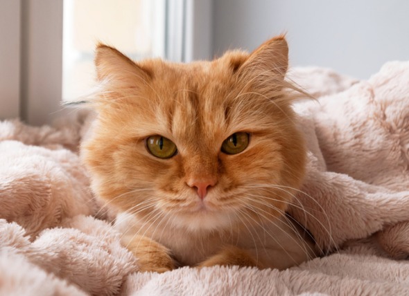 Cáncer en los gatos: Síntomas, tipos y tratamiento