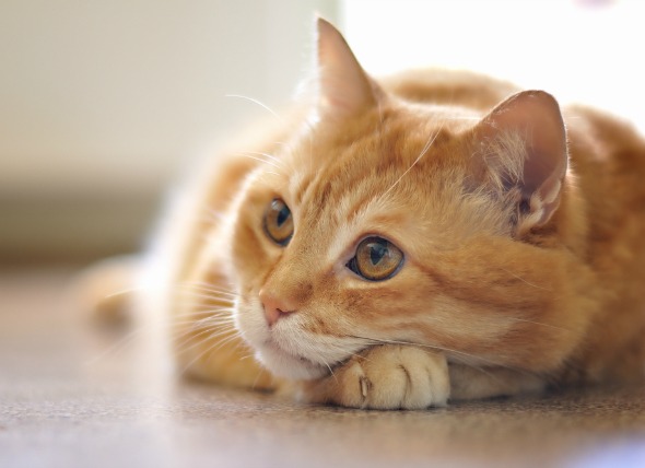 Cáncer intestinal (adenocarcinoma) en gatos