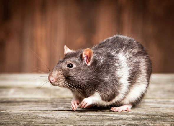 Cánceres y tumores comunes en ratas