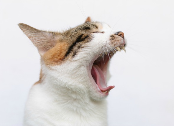 Crecimientos cancerosos y no cancerosos en la boca del gato
