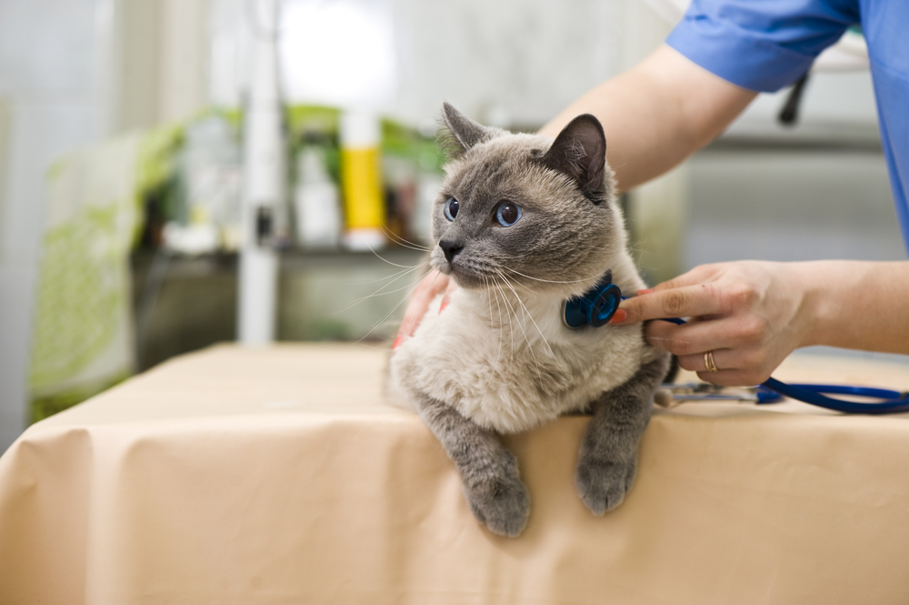 Deficiencia de piruvato cinasa en gatos