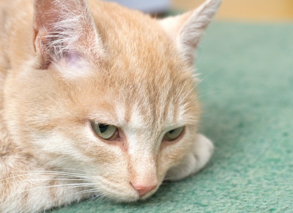 Deficiencias relacionadas con la sangre en los gatos