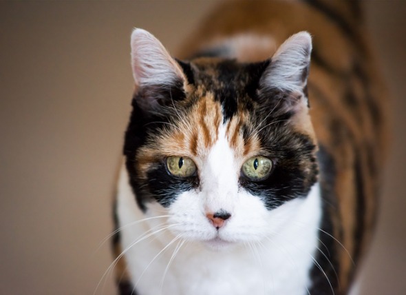 Demencia del gato: Síntomas, causas y tratamiento