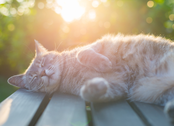 Dermatitis solar en gatos: Cómo prevenir las quemaduras de sol en los gatos