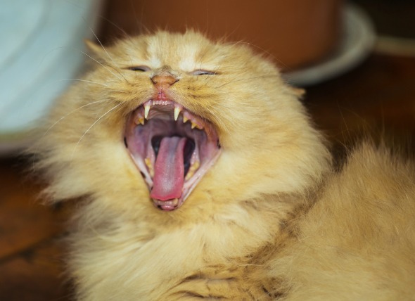 Desalineación de los dientes en los gatos