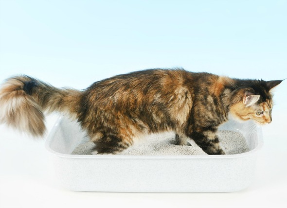 Diarrea (a largo plazo) en gatos
