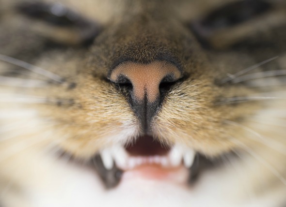 Dislocación de dientes o pérdida repentina en gatos