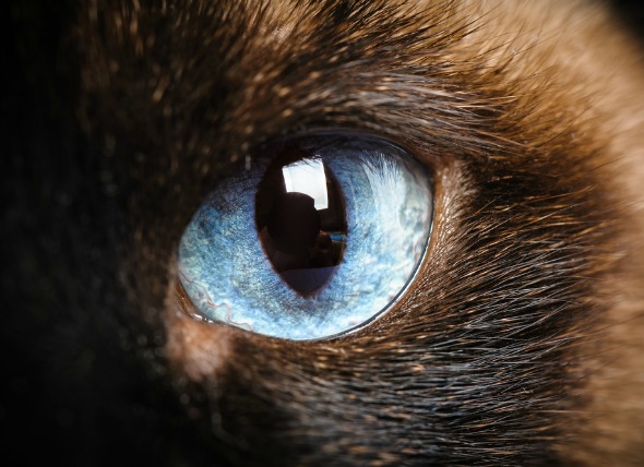 El tumor del ojo en los gatos