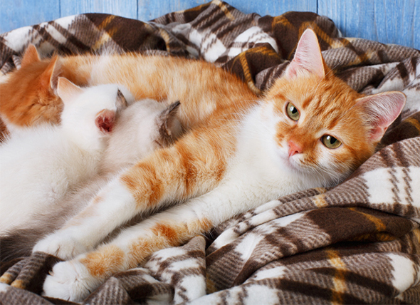 Embarazo de gatos y gatitos: La guía completa