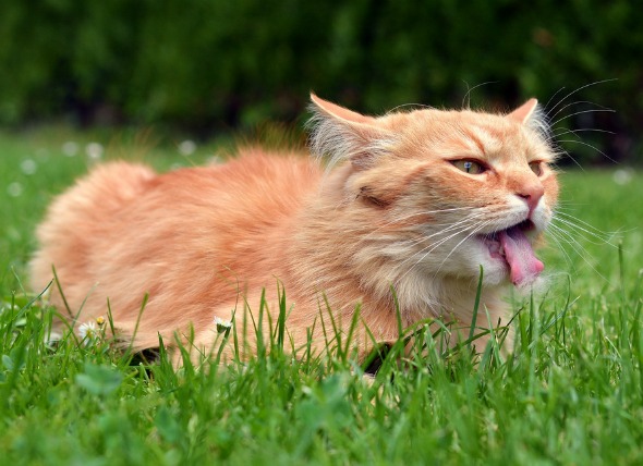 Enfermedad de la laringe en los gatos