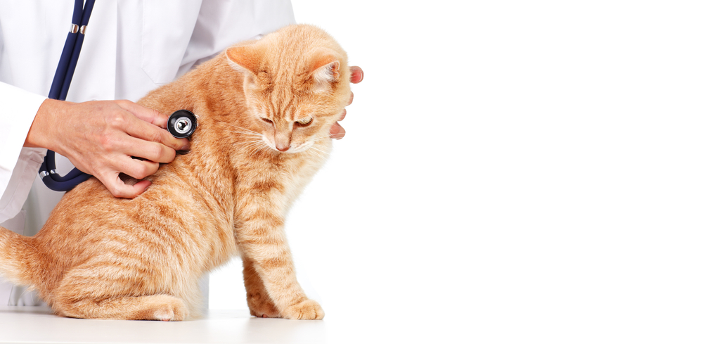 Enfermedad de la médula espinal que induce a la parálisis en los gatos