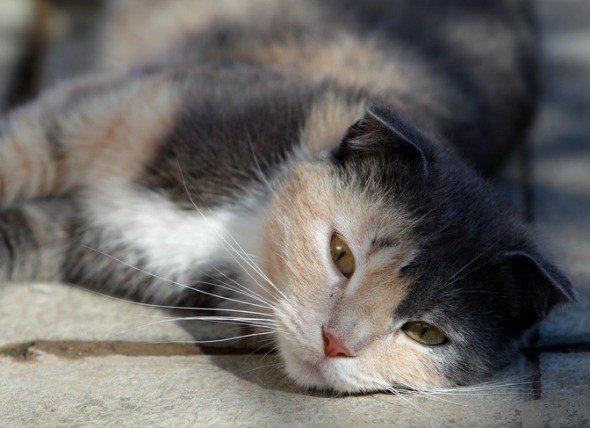Enfermedad hepática en los gatos
