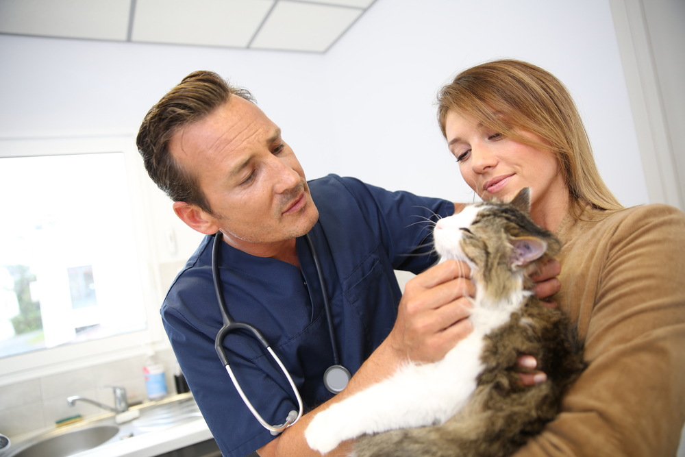 Enfermedad renal causada por múltiples quistes en los gatos