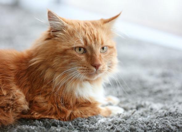 Envenenamiento por acetominofeno (Tylenol) en gatos