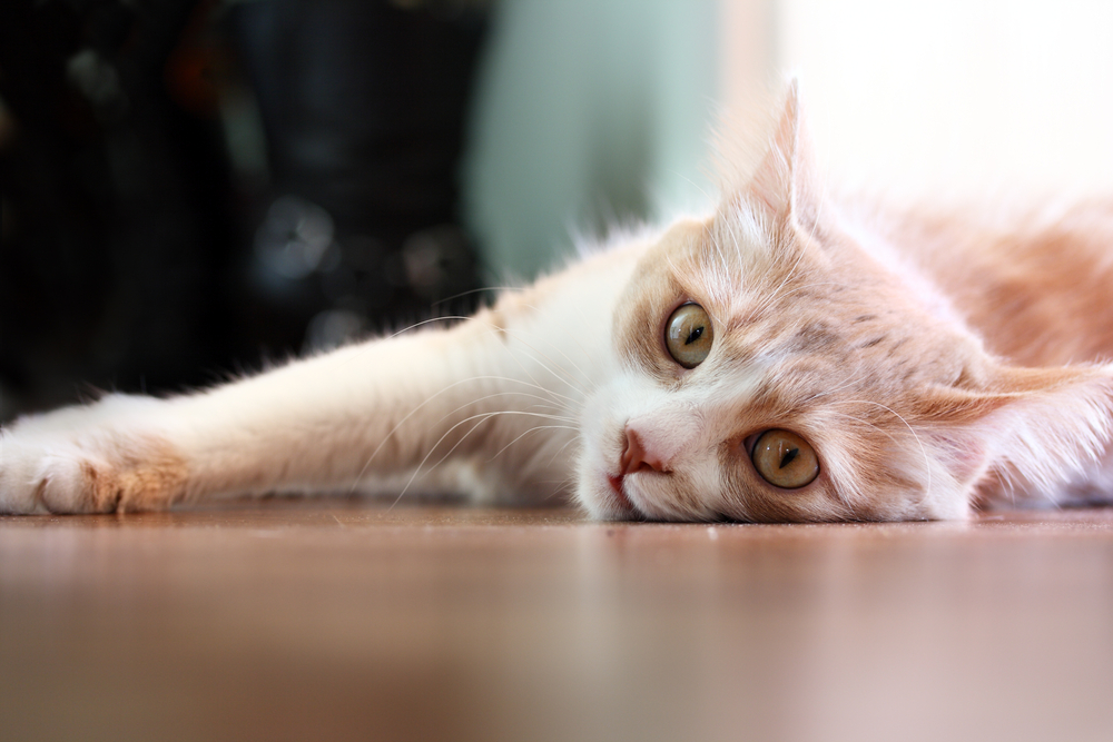 Estomatitis en gatos: Inflamación de los tejidos blandos de la boca del gato