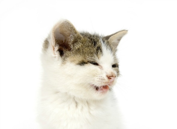 Estornudar, estornudar en reversa y atragantarse en los gatos