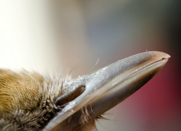 Infección de las vías respiratorias en las aves