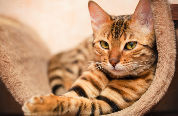 Infección parasitaria de las vías respiratorias en los gatos