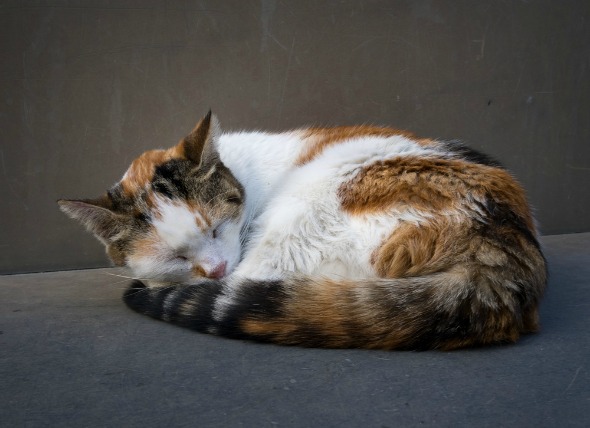 Inflamación de la cavidad abdominal en los gatos
