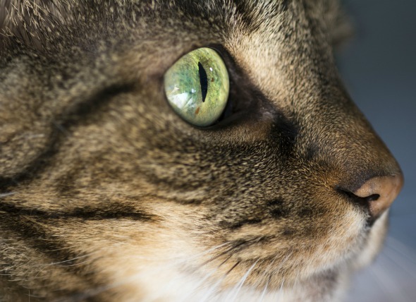 Inflamación de la córnea (queratitis eosinofílica) en gatos