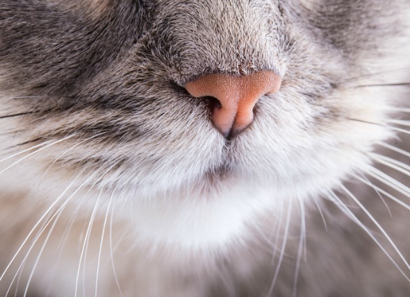 Inflamación de la nariz y los senos nasales en los gatos
