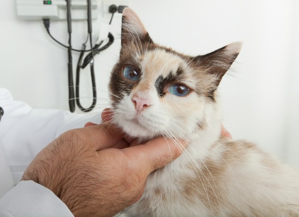 Inflamación de los ganglios linfáticos (Linfadenitis) en los gatos