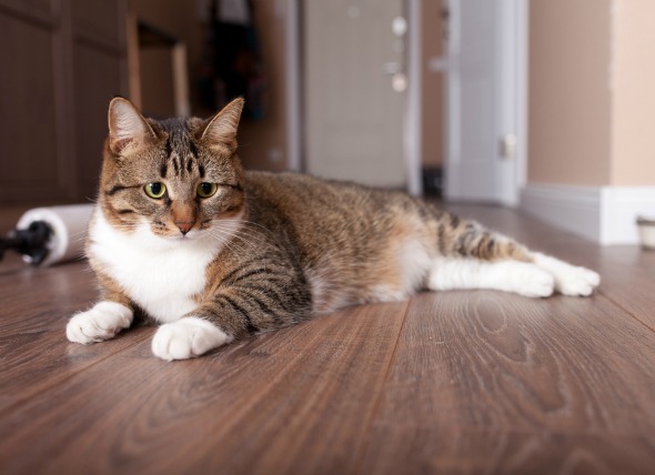 Inflamación de los ganglios linfáticos (linfadenopatía) en los gatos