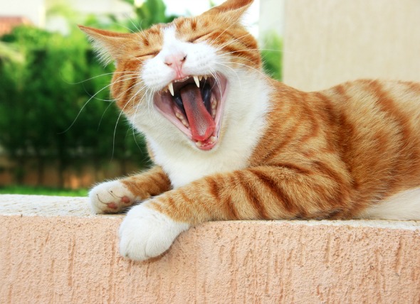 Inflamación y úlceras bucales (crónicas) en gatos