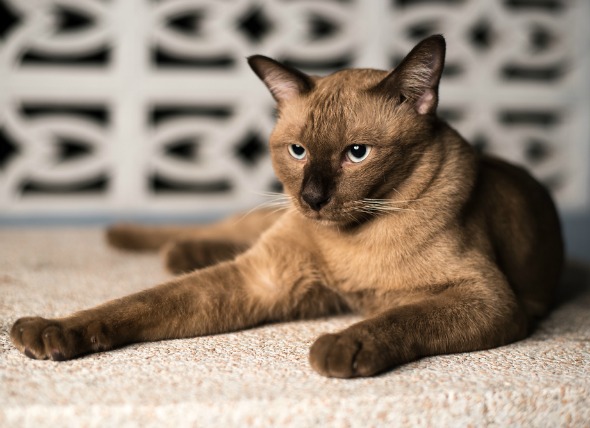 Insuficiencia renal (a largo plazo) en gatos