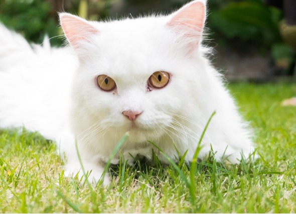 La degeneración del iris del ojo en los gatos